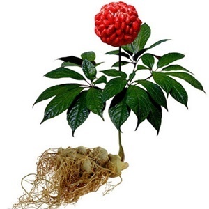 Ginseng konposizioa